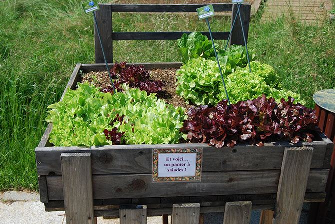 Le panier à salades » sur table à jardiner accessible à tous - © J. Simard